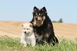 CHIEN FINNOIS DE LAPONIE 564